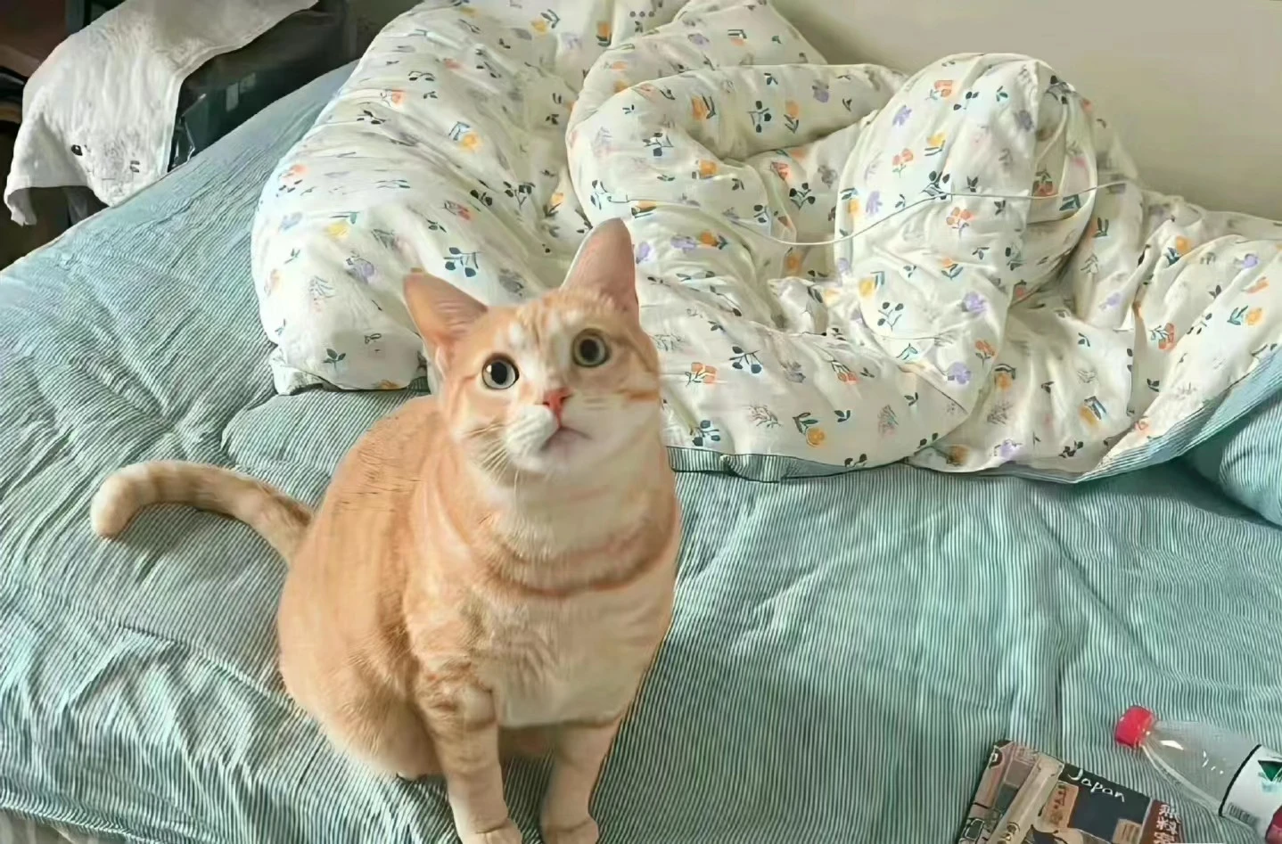 分享一下-我们门前有棵树